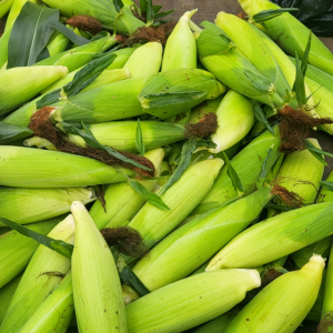 2025 강원도 화천 토고미 찰옥수수 (30개/50개)