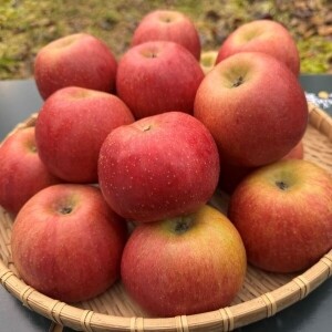 화천 토고미마을 좋아농원 부사사과 (5kg/10kg)